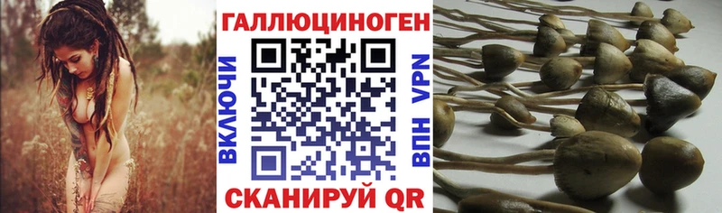 Галлюциногенные грибы Cubensis  Купить закладки  Зеленоградск 